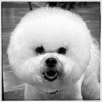 Soyeux Stirling Coco Chanel