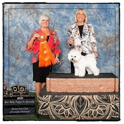 CC at her first show, the Bichon Frise Club of Canada's National Specialty in 2022