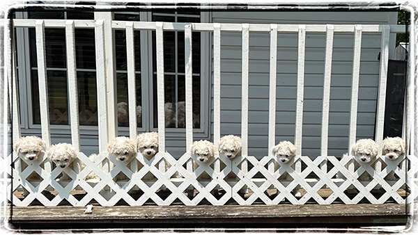 Nine Bichon puppy heads