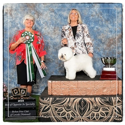 Sophia at the Bichon Frise Club of Canada's National Specialty in 2022