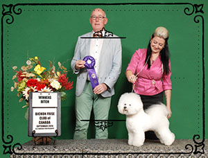 Sophia at the Bichon Frise Club of Canada National in 2019 with Carolyne Cybulsky handling