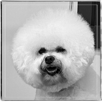 Sophia's head