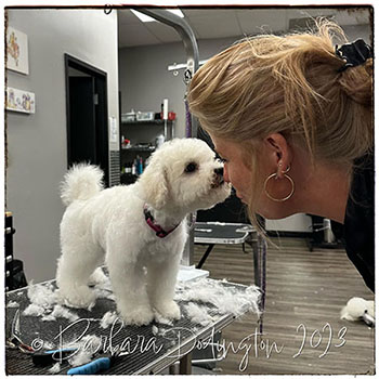 Soyeux Stirling Temptation with her groomer, Marnie Matheson