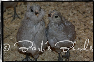 Lavender Ameraucana chicks