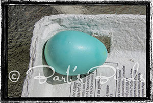 blue egg from a lavender Ameraucana pullet