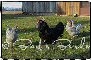 Black Ameraucana cock bird with lavender hens