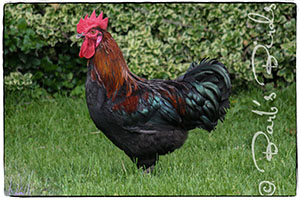 Black Copper Marans cock bird